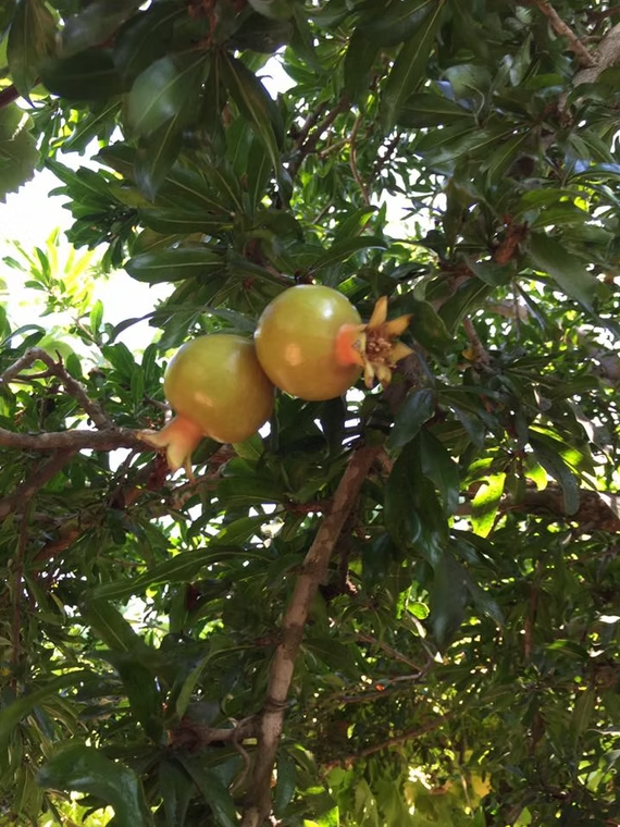 אולם עץ עם שולחנות עגולים